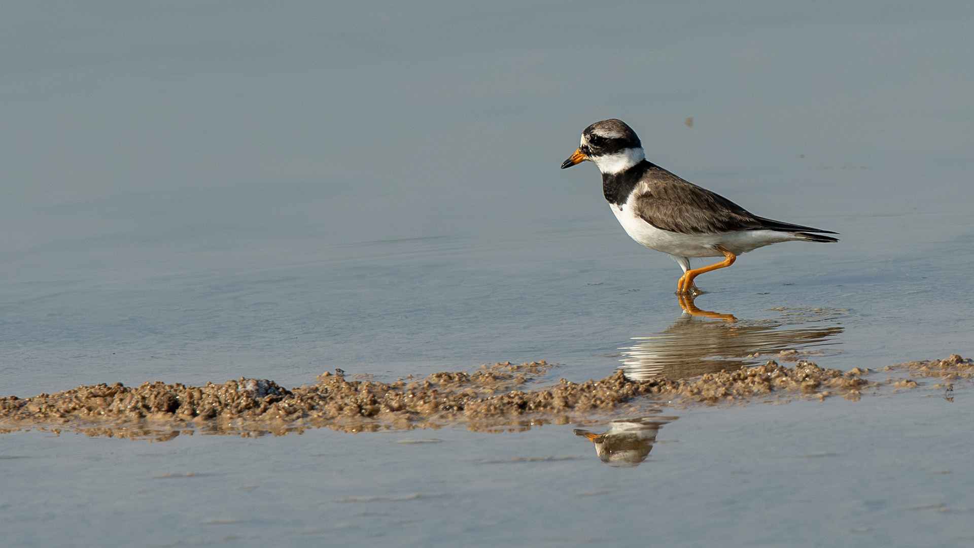 Common Ringed Plover